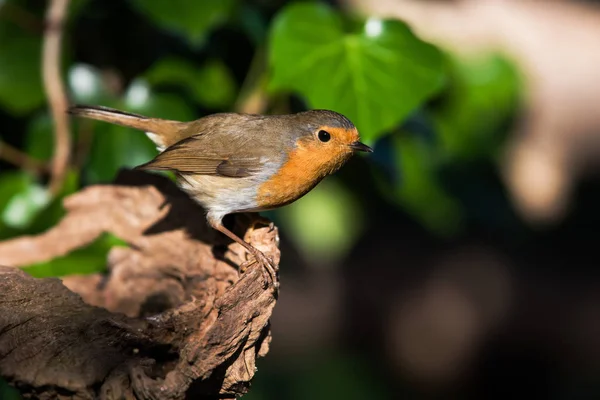 Robin Europeu Seu Ambiente Seu Nome Latino Erithacus Rubecula — Fotografia de Stock