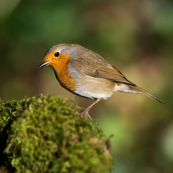 Robin Europeu Seu Ambiente Seu Nome Latino Erithacus Rubecula — Fotografia de Stock