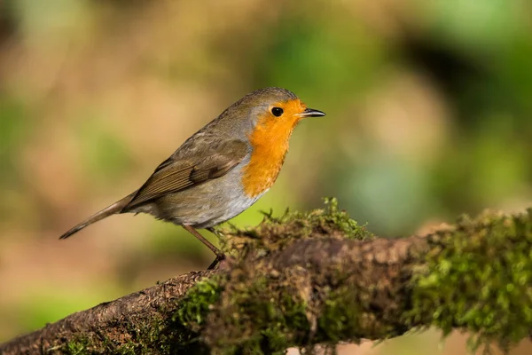 Европейский Робин Своем Окружении Латинское Имя Erithacus Rubecula — стоковое фото