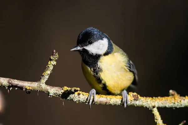 Great Tit Hes Environment Her Latin Name Parus Major — стокове фото