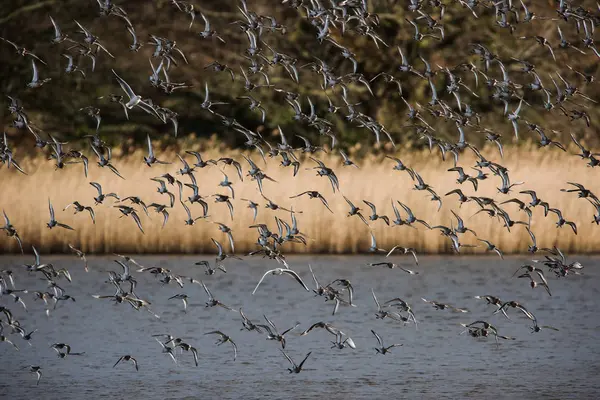 Los Godwits Cola Negra Vuelan Nombre Latín Limosa Limosa — Foto de Stock