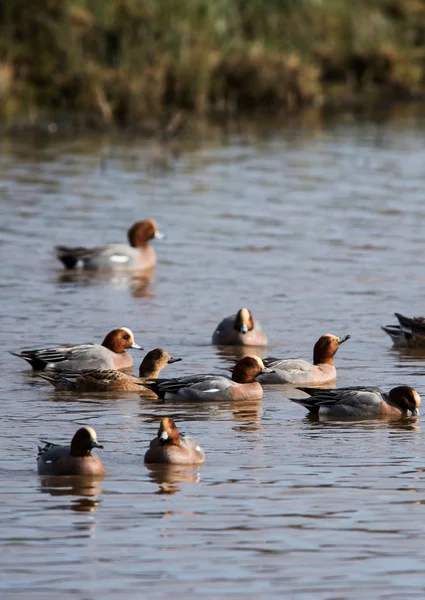 Wigeon Eurasiatico Habitat Lui Nome Latino Mareca Penelope — Foto Stock