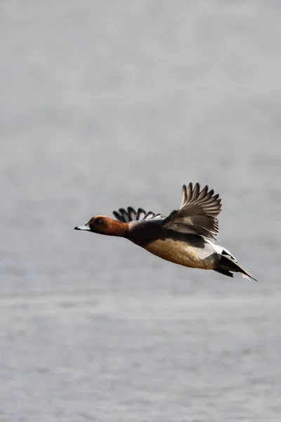 Wigeon Eurasien Mouche Son Nom Latin Est Mareca Penelope — Photo