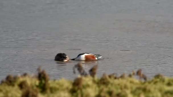 Severní Shoveler Stanovišti Jeho Latinské Jméno Anas Clypeata — Stock video