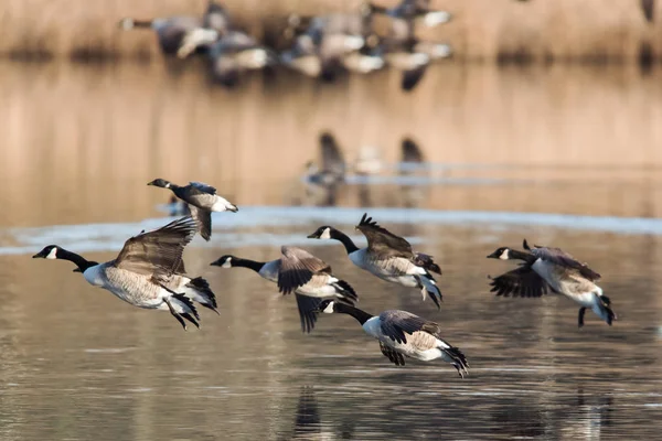 Kanadyjska Gęś Siedlisku Jego Łacińskie Imię Branta Canadensis — Zdjęcie stockowe