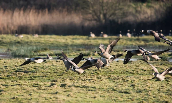 Ganso Canadá Habitat Seu Nome Latino Branta Canadensis — Fotografia de Stock