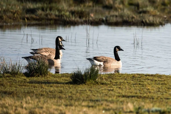 Kanadyjska Gęś Siedlisku Jego Łacińskie Imię Branta Canadensis — Zdjęcie stockowe