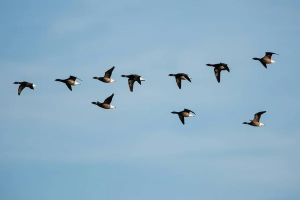 Brent Goose Flyger Blå Himmel Hans Latinska Namn Branta Bernicla — Stockfoto