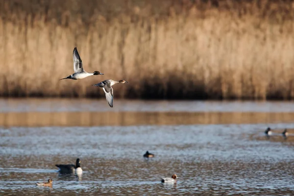 Bir Çift Kuzey Pintail Uçuyor Latince Adı Anas Acuta — Stok fotoğraf