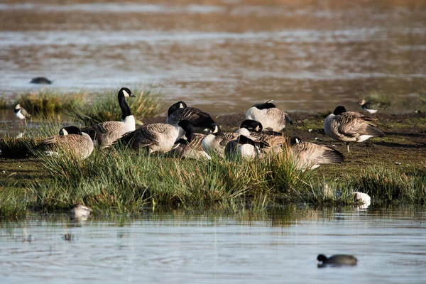 Ganso Canadá Habitat Seu Nome Latino Branta Canadensis — Fotografia de Stock