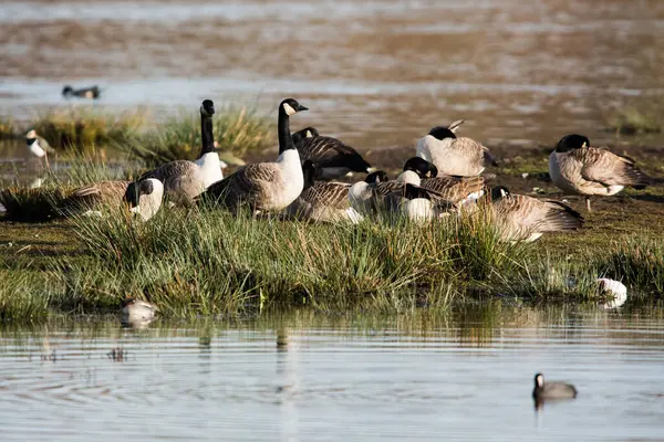 Canada Oca Habitat Suo Nome Latino Branta Canadensis — Foto Stock