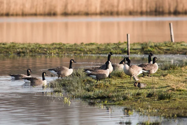 Ganso Canadá Hábitat Nombre Latín Branta Canadensis — Foto de Stock