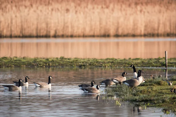 Ganso Canadá Habitat Seu Nome Latino Branta Canadensis — Fotografia de Stock