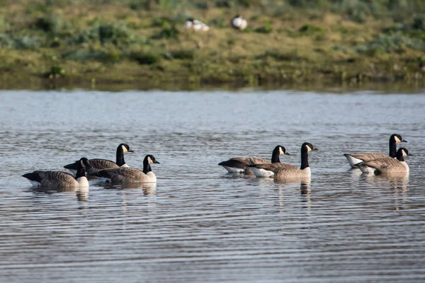 Ganso Canadá Habitat Seu Nome Latino Branta Canadensis — Fotografia de Stock