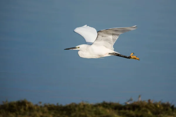 Lilla Egret Flykt Hennes Latinska Namn Egretta Garzetta — Stockfoto