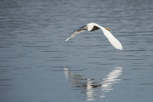 Lilla Egret Flykt Hennes Latinska Namn Egretta Garzetta — Stockfoto