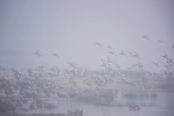 黑尾狼在雾中飞行 他们的拉丁文名字是Limosa Limosa — 图库照片