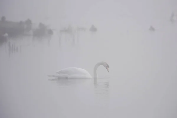 Немой Лебедь Тумане Латинское Имя Лебедь Цветной — стоковое фото