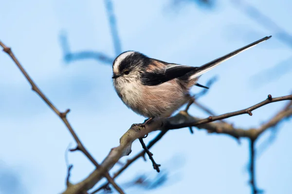 Kış Mevsiminde Kısa Kuyruklu Tit Latince Adı Aegithalos Caudatus — Stok fotoğraf