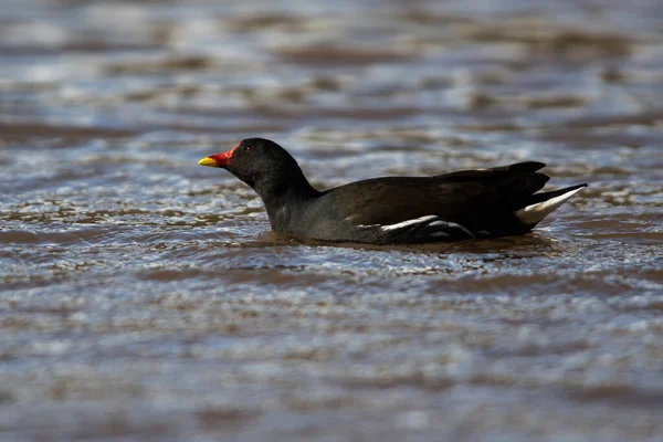 Moorhen Comum Água Seu Nome Latino Gallinula Chloropus — Fotografia de Stock