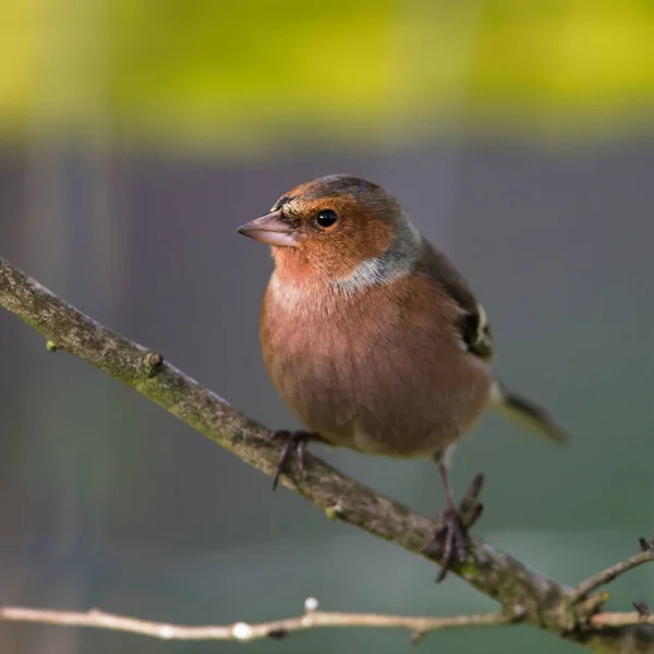 Homem Common Chaffinch Inverno Seu Nome Latino Fringilla Coelebs — Fotografia de Stock