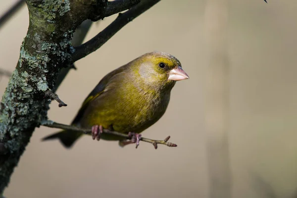 冬季欧洲绿雀的雄性 他的拉丁文名字是Chloris Chloris — 图库照片