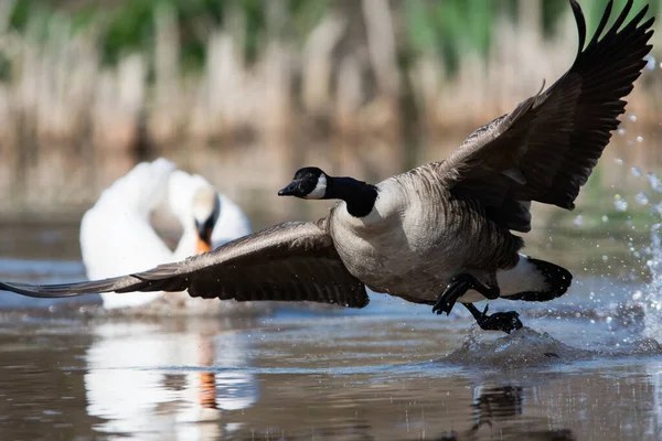 Ganso Canadá Habitat Seu Nome Latino Branta Canadensis — Fotografia de Stock