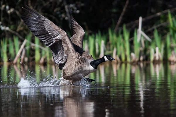 加拿大鹅的栖息地 他的拉丁文名叫Branta Canada — 图库照片