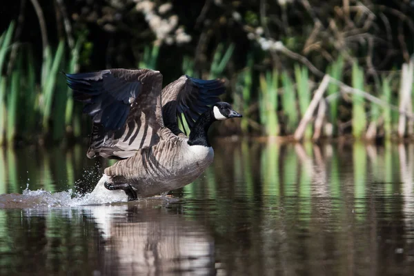 Ganso Canadá Hábitat Nombre Latín Branta Canadensis — Foto de Stock