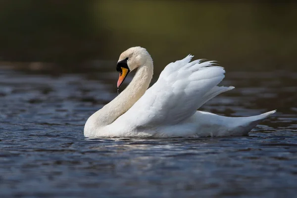 Cisne Mudo Hábitat Nombre Latín Cygnus Olor — Foto de Stock