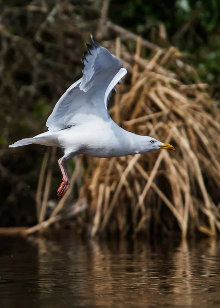 Gaviota Arenque Hábitat Nombre Latín Larus Argentatus — Foto de Stock