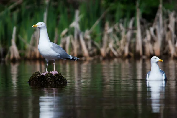 Сельдь Чайка Среде Обитания Латинское Имя Larus Argentatus — стоковое фото