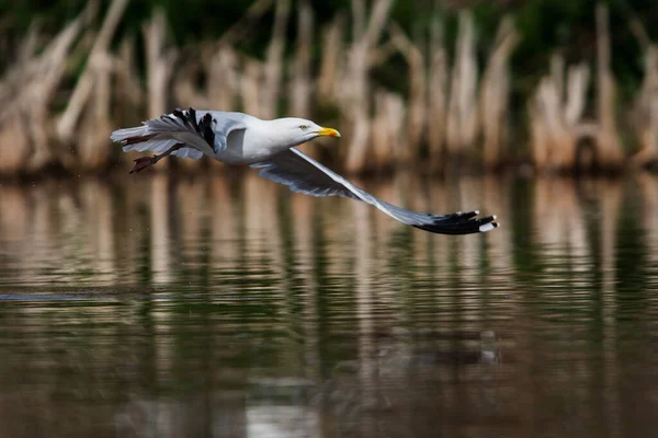 Sill Livsmiljö Hennes Latinska Namn Larus Argentatus — Stockfoto