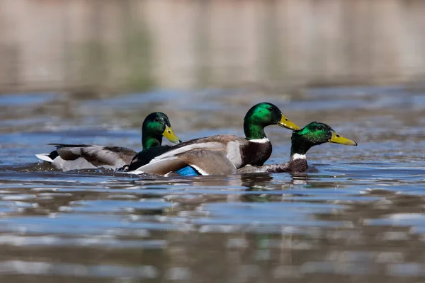 Mallard Ördeğinin Çiftleşen Erkekleri — Stok fotoğraf