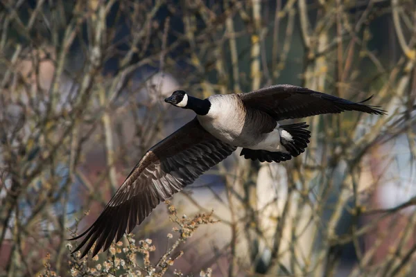 Bernache Canada Dans Son Habitat Son Nom Latin Est Branta — Photo