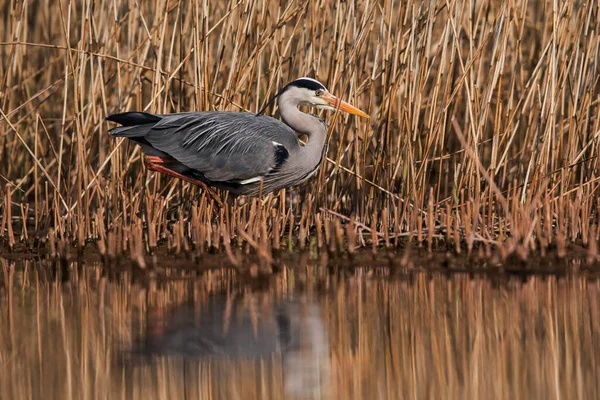 生息地の灰色のヘロン ラテン語名はArdea Cinerea — ストック写真