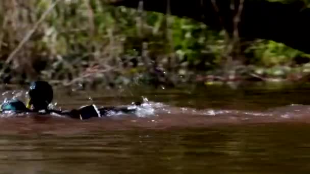 Fighting Male Mallard Ducks Latin Name Anas Platyrhynchos — Stock Video