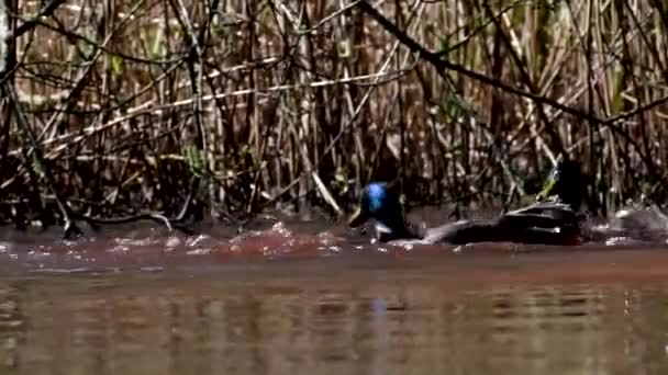 Combatti Anatre Domestiche Maschili Loro Nome Latino Anas Platyrhynchos — Video Stock