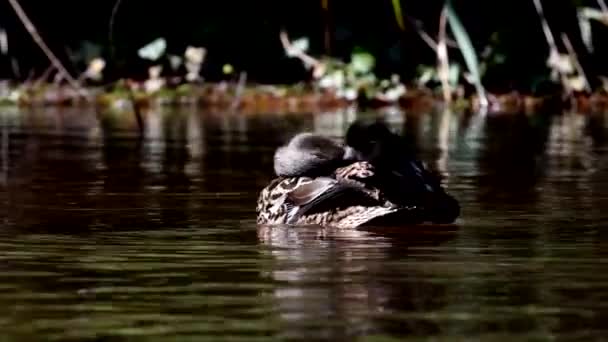 Mallard Élőhelyen Latin Neve Anas Platyrhynchos — Stock videók