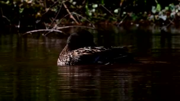 Mallard Siedlisku Jego Łacińskie Imię Anas Platyrhynchos — Wideo stockowe