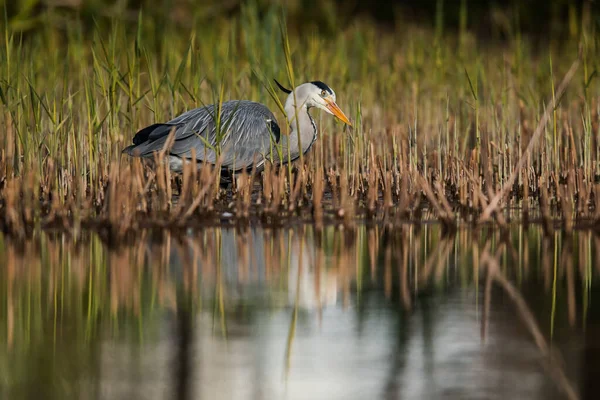 Grey Heron Livsmiljö Hennes Latinska Namn Ardea Cinerea — Stockfoto