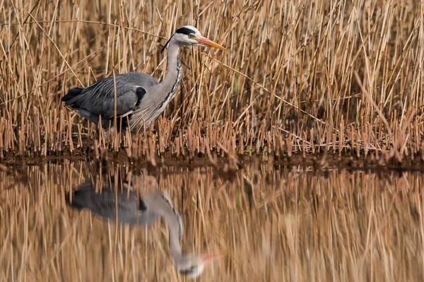 Garza Gris Hábitat Nombre Latín Ardea Cinerea — Foto de Stock