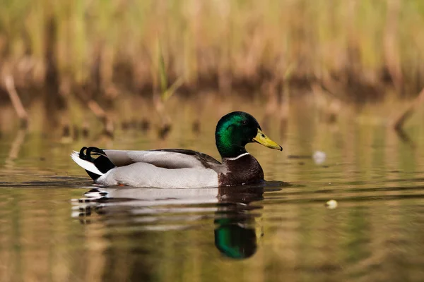 Homme Mallard Dans Habitat Son Nom Latin Est Anas Platyrhynchos — Photo