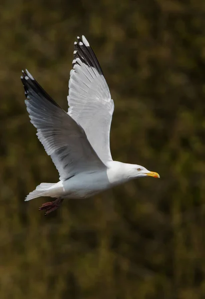 Sill Fluga Hennes Latinska Namn Larus Argentatus — Stockfoto