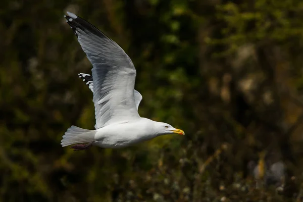 Herring Gull Fly Her Latin Name Larus Argentatus — Stock Photo, Image