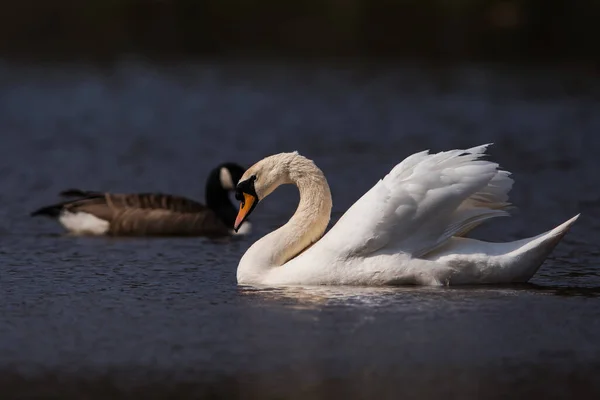 Cisne Mudo Hábitat Nombre Latín Cygnus Olor — Foto de Stock