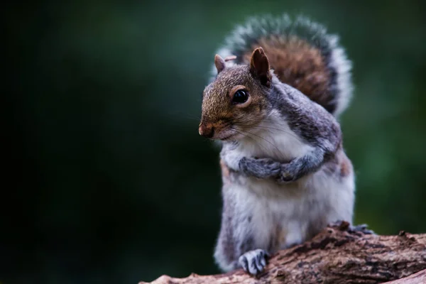 Écureuil Gris Est Dans Son Environnement Son Nom Latin Est — Photo