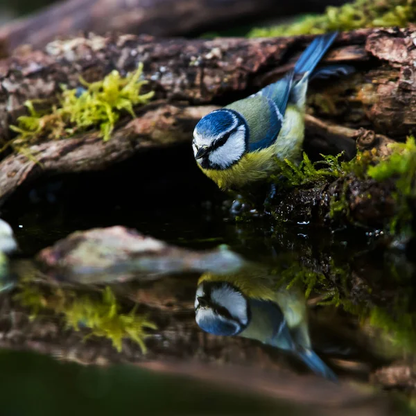 Blue Tit Brook Her Latin Name Cyanistes Caeruleus — стокове фото