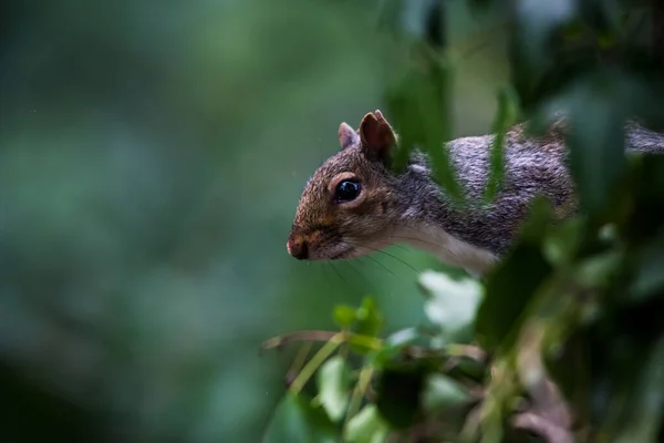 彼女の環境で東グレーリス ラテン語名はSciurus Carolinensis — ストック写真