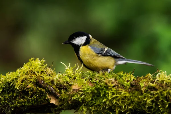 Grande Tit Seu Ambiente Seu Nome Latino Parus Major — Fotografia de Stock